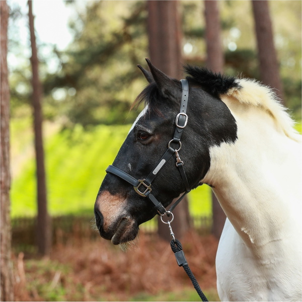 Equilibrium Nieuwe Stellar Hoofdhals EQB1673 - Black